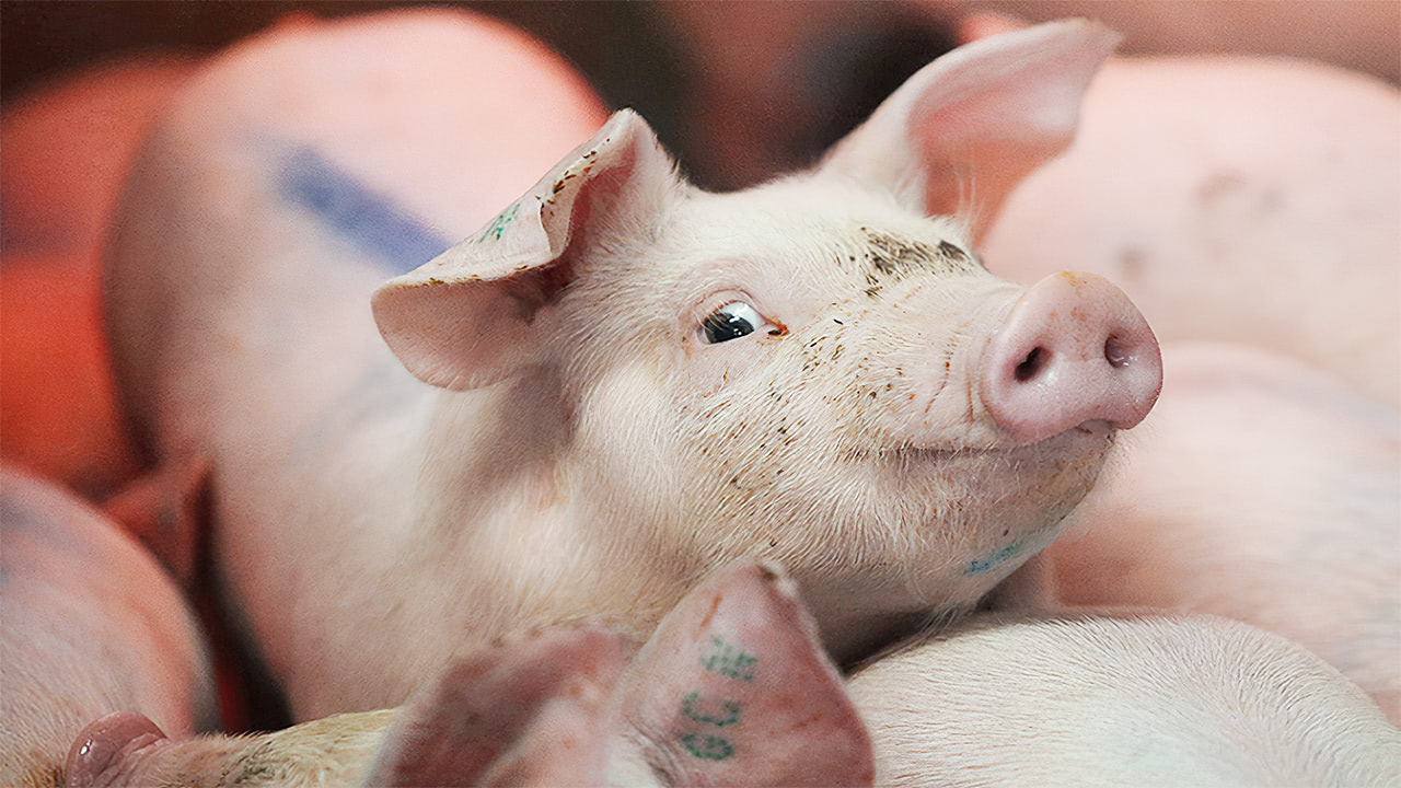Мониторинга цен на свинину